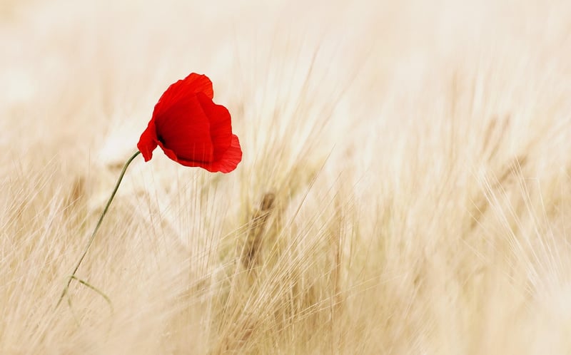 Flowers in a Garden